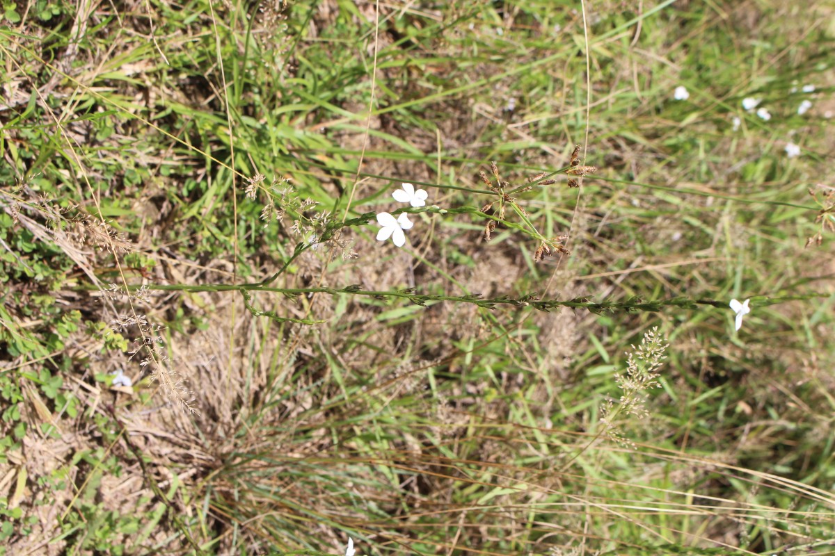 Striga angustifolia (D.Don) C.J.Saldanha